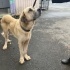 Çok akıllı uysal kangal yuva arıyor fotoğraf
