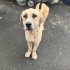 Çok akıllı uysal kangal yuva arıyor fotoğraf