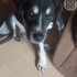 Yavru terier pounter  köpeklere acil yuva arıyoruz fotoğraf
