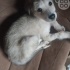 Yavru terier pounter  köpeklere acil yuva arıyoruz fotoğraf