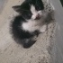 55 günlük var yok yavru kedi acil sahiplendirme ndirme fotoğraf
