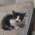 55 günlük var yok yavru kedi acil sahiplendirme ndirme fotoğraf