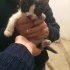 55 günlük var yok yavru kedi acil sahiplendirme ndirme fotoğraf