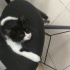 sokağa atılmış minik sincap çok uslu yuva arıyor fotoğraf