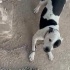 Dişi kısır 3 yaşında yuva arıyoruz fotoğraf