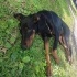 1 yaşında Doberman yuva arıyoruz fotoğraf