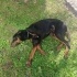 1 yaşında Doberman yuva arıyoruz fotoğraf