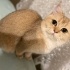 Sokağa atılan ponçik Sewilceği ömürlük yuwa arıyor fotoğraf