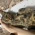 C2 seviye insan bağımlısı kediii fotoğraf