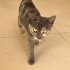 Dilute Tortoiseshell cins bi güzellik fotoğraf