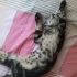 6 aylık uslu oyuncu kedi pablo fotoğraf