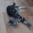 6 aylık uslu oyuncu kedi pablo fotoğraf