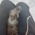 2 ERKEK DUMBO RAT fotoğraf