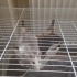 2 ERKEK DUMBO RAT fotoğraf