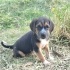 Ücretsiz sahiplenme pointer yavru fotoğraf