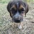 Ücretsiz sahiplenme pointer yavru fotoğraf