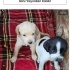 Ücretsiz sahiplenme pointer yavru fotoğraf