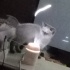 Acil yuva arıyorum fotoğraf