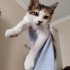Zıpır Bebek Yuvasını Arıyor fotoğraf