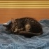 Minik Maymun oyuncu uysal ve çok güzel bir bebek fotoğraf