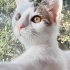 3 aylık Fındık ailesini arıyor. fotoğraf