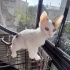3 aylık Fındık ailesini arıyor. fotoğraf