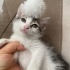 ACİL ANKARA YUVA fotoğraf