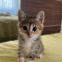İKİZ GİBİ 2 PRENSES fotoğraf