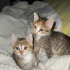İKİZ GİBİ 2 PRENSES fotoğraf