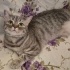 Peri Evinize Neşe Huzur Getirsin fotoğraf