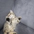 Tam tekir siyah patili fotoğraf