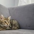 Tam tekir siyah patili fotoğraf