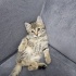 Tam tekir siyah patili fotoğraf
