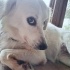 1 yaşında mix acil yuva fotoğraf