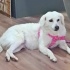1 yaşında mix acil yuva fotoğraf