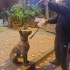 TAKİP VE ÇİP ŞARTIYLA YUVA ARIYOR fotoğraf