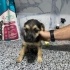Uyutulsun diye veterinere bırakılmış 2,5 aylık 3 kardeş, 2 si dişi 1 i erkek fotoğraf