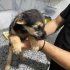 Uyutulsun diye veterinere bırakılmış 2,5 aylık 3 kardeş, 2 si dişi 1 i erkek fotoğraf