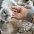Molly kalıcı yuvasını arıyor fotoğraf