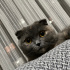 ÜCRETSİZ SAHİPLENDİRME YAPILACAKTIR - SCOTTISH FOLD fotoğraf
