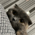 ÜCRETSİZ SAHİPLENDİRME YAPILACAKTIR - SCOTTISH FOLD fotoğraf