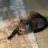 ÜCRETSİZ SAHİPLENDİRME YAPILACAKTIR - SCOTTISH FOLD fotoğraf