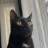 Çok sessiz ve merak dolu bir kedi fotoğraf