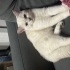 Ücretsiz kedi sahiplendirme fotoğraf