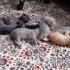 Güzel yavrular!! Aileye sahiplendirilecektir !! fotoğraf