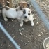 Jack russel yavruları fotoğraf