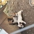 Jack russel yavruları fotoğraf