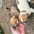 Jack russel yavruları fotoğraf