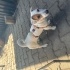 Jack russel yavruları fotoğraf
