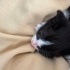 Yavru Tekir Kedi fotoğraf
